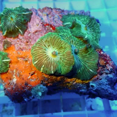 Discosoma Ass. Green (M) Indonesie