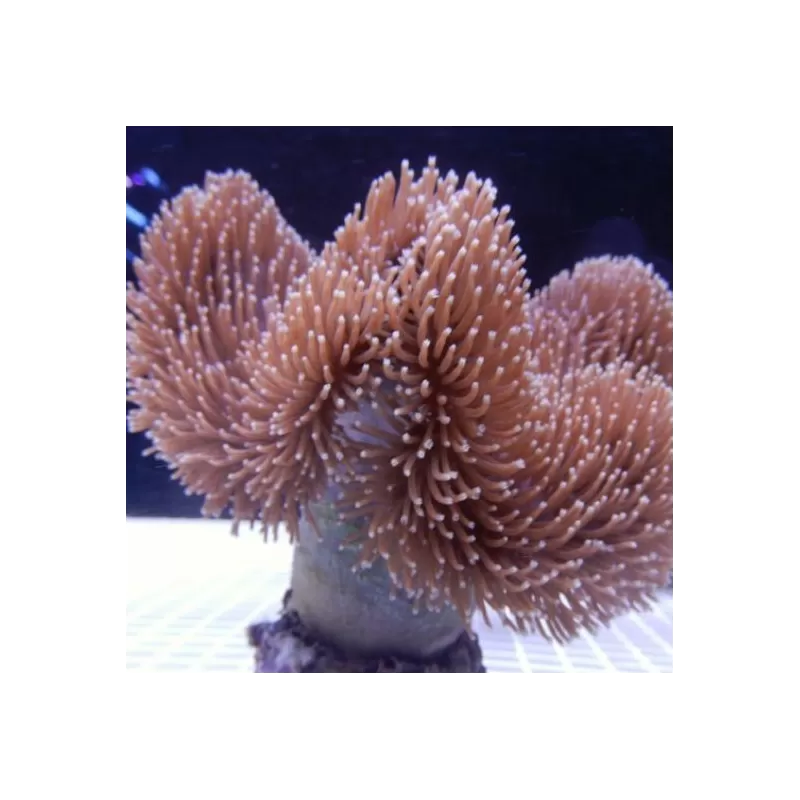 Sarcophyton sp Singapore