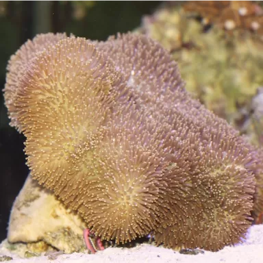 Sarcophyton sp Singapore