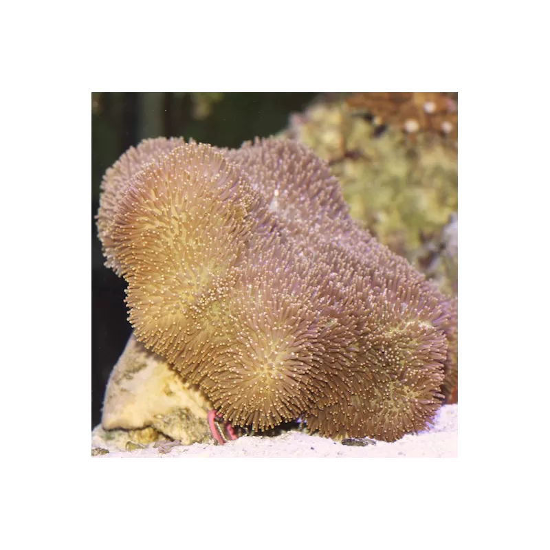 Sarcophyton sp Singapore