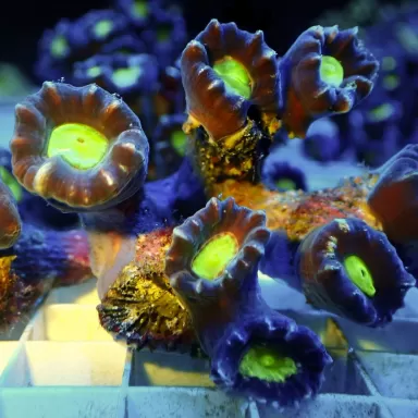 Caulastrea echinulata Australia  (per kop)