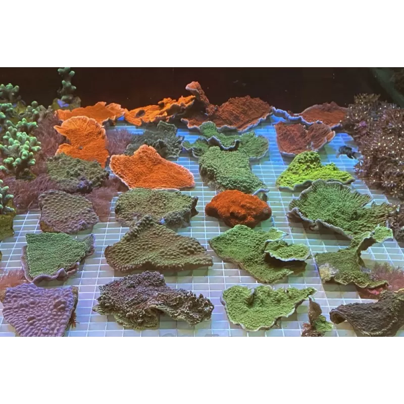 Montipora sp Australie