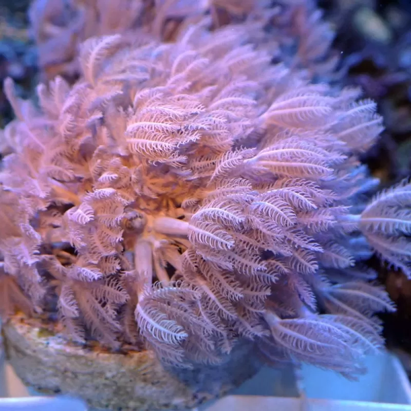 Xenia umbelata S size