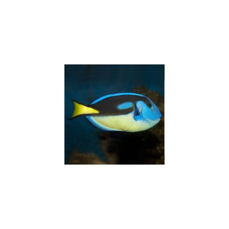 Paracanthurus Hepatus (M) Yellowbelly