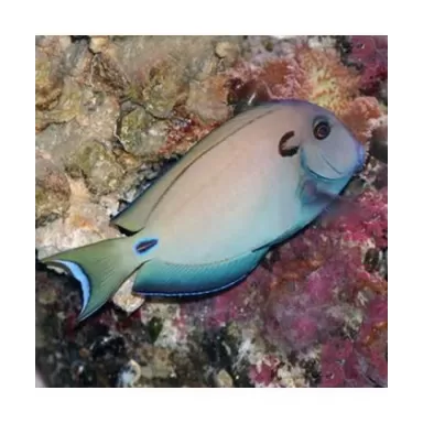 Acanthurus Tennenti (S)