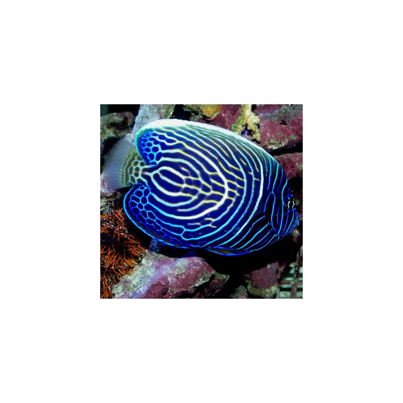 Pomacanthus Imperator Juv (L)