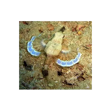 Eurypegasus Draconis