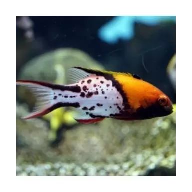 Bodianus Anthioides (S)