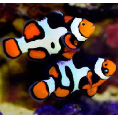 Amphiprion Percula Picasso A1