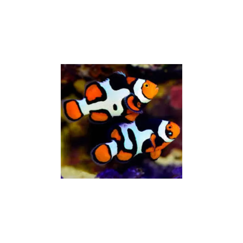 Amphiprion Percula Picasso A1