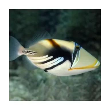 Rhinecanthus Aculeatus (S)