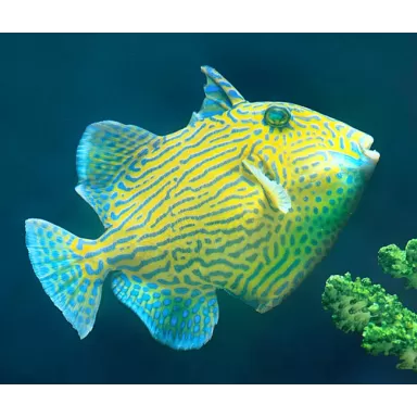 Pseudobalistes Fuscus (M)