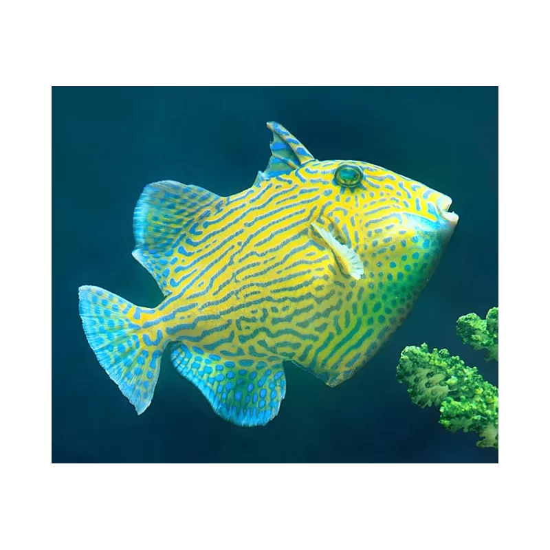 Pseudobalistes Fuscus (M)