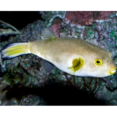 Arothron Immaculatus