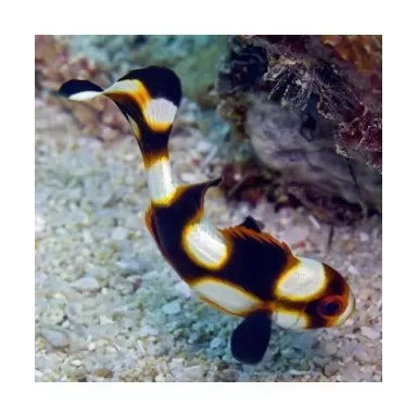 Plectorhinchus Orientalis (L)