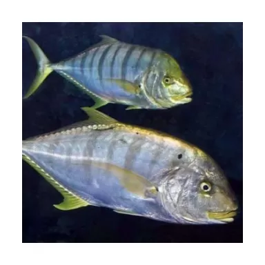 Gnathanodon Speciosus (M) 