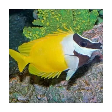 Siganus Vulpinus (L)