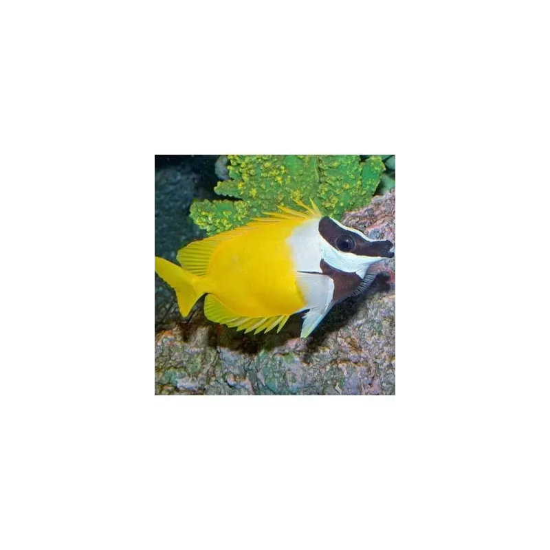 Siganus Vulpinus (L)