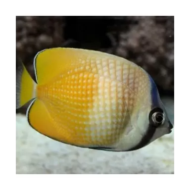 Cheatodon Kleinii (S)