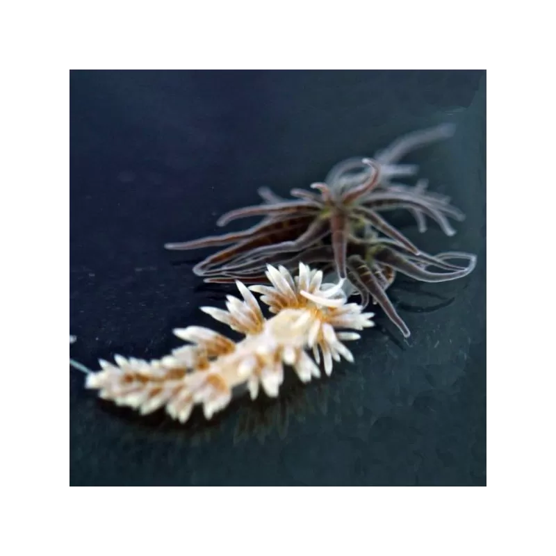 Berghia Nudibranch ( tegen glasanemonen )
