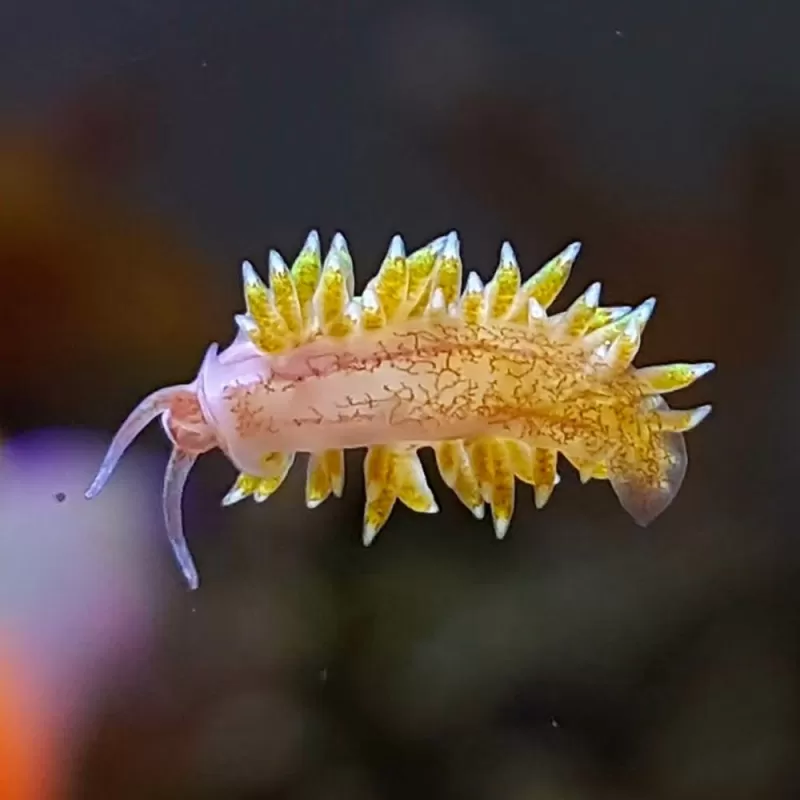 Berghia Nudibranch ( tegen glasanemonen )