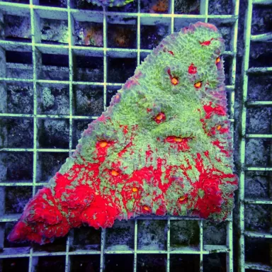 Echinopora Sp Multicolors L Size