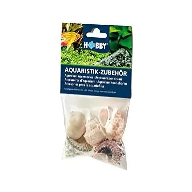 Hobby Decoratie Sea Shells Set 5 stuks