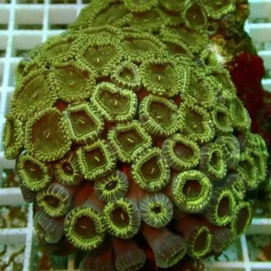 People Eaters Green L