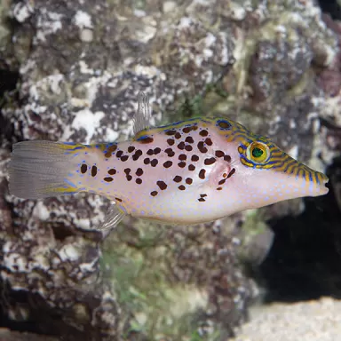 Canthigaster Leoparda