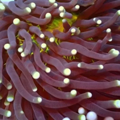 Heliofungia Actiniformis Darwin Green Gold L size