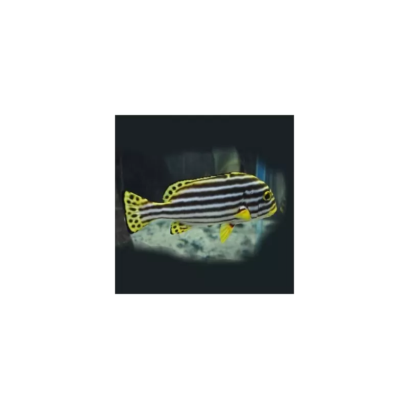 Plectorhinchus Diagrammus L 