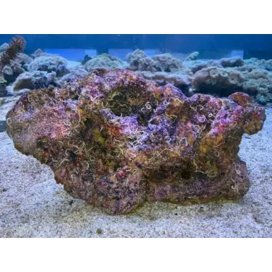 Artificial Cultured Mixed Base Live Rock wet per kilo