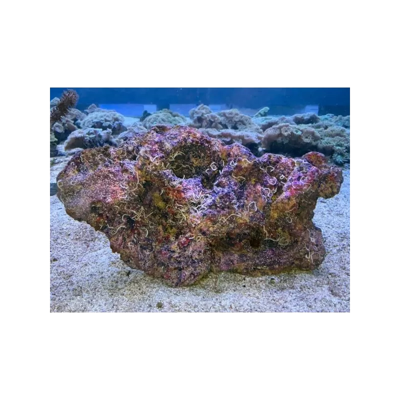 Artificial Cultured Mixed Base Live Rock wet per kilo