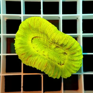 Trachyphyllia Geoffroyi Green Fluor Australie