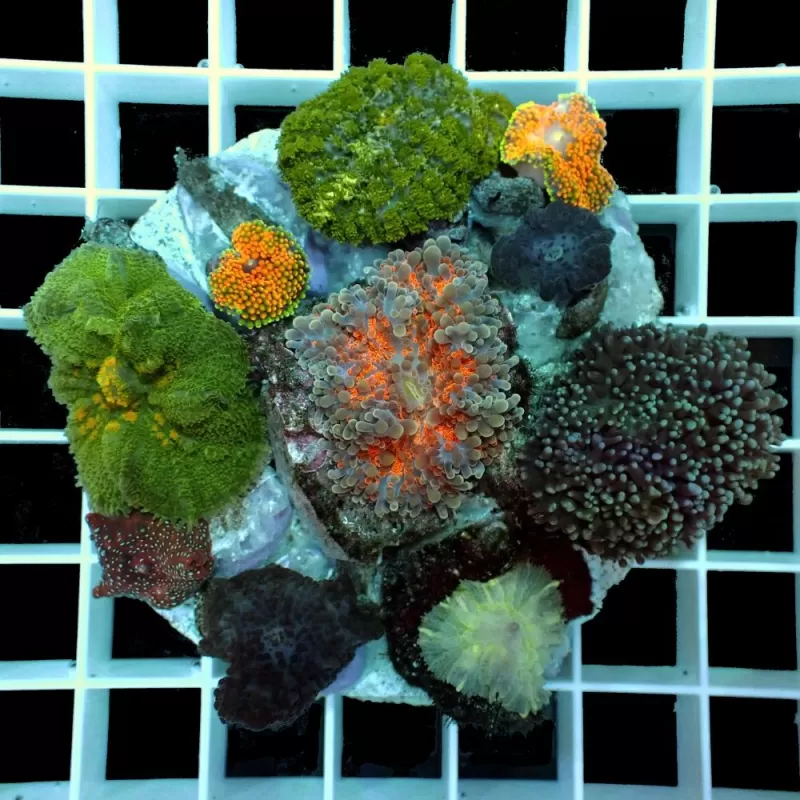 Discosoma garden mushroom exotic