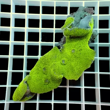 Rhodactis Mussoides Green