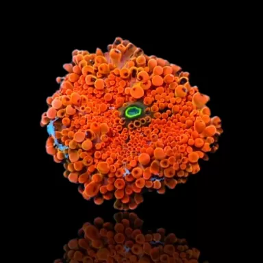 Ricordea Yuma Orange Red with Green Heart