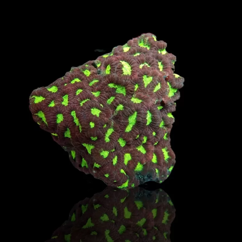 Favites sp Red M size