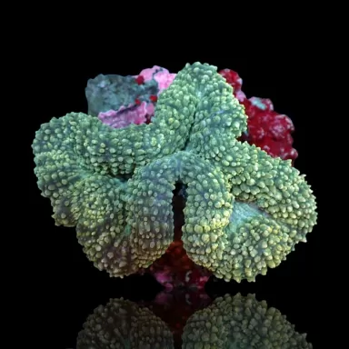 Lobophyllia Corymbosa Green L size