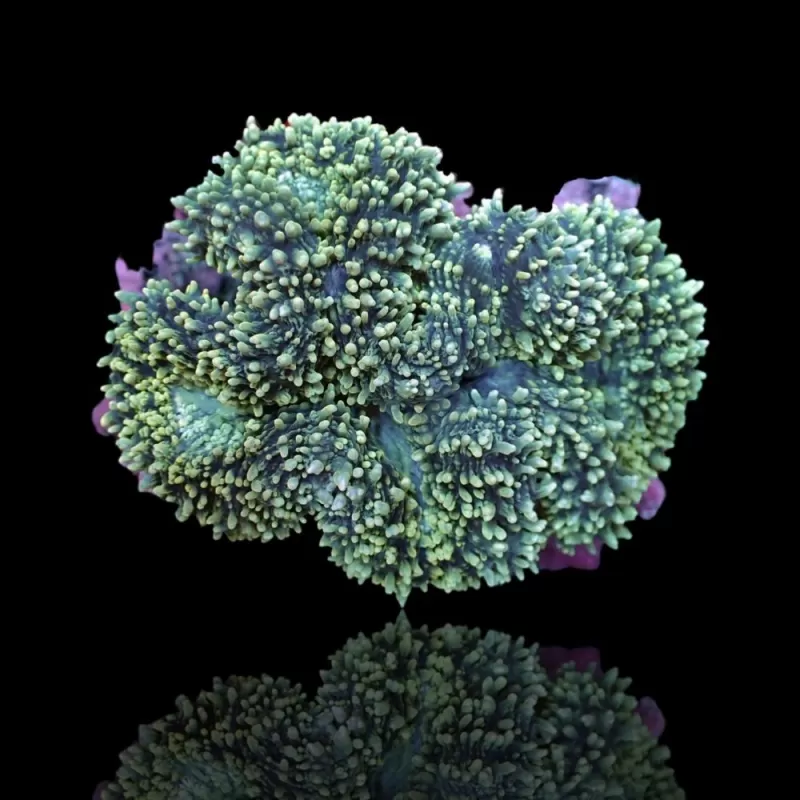 Lobophyllia Corymbosa (XL)