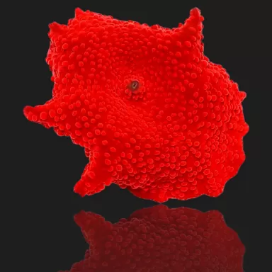 Discosoma Ultra Red prijs per oor