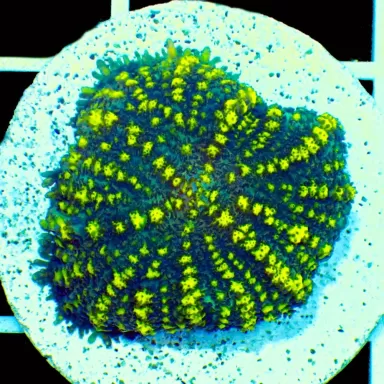 Rhodactis Yellow Stripe Vietnam 1 Ear