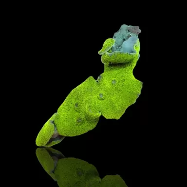 Rhodactis Mussoides Green