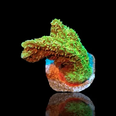 Hydnophora spp green frag S size