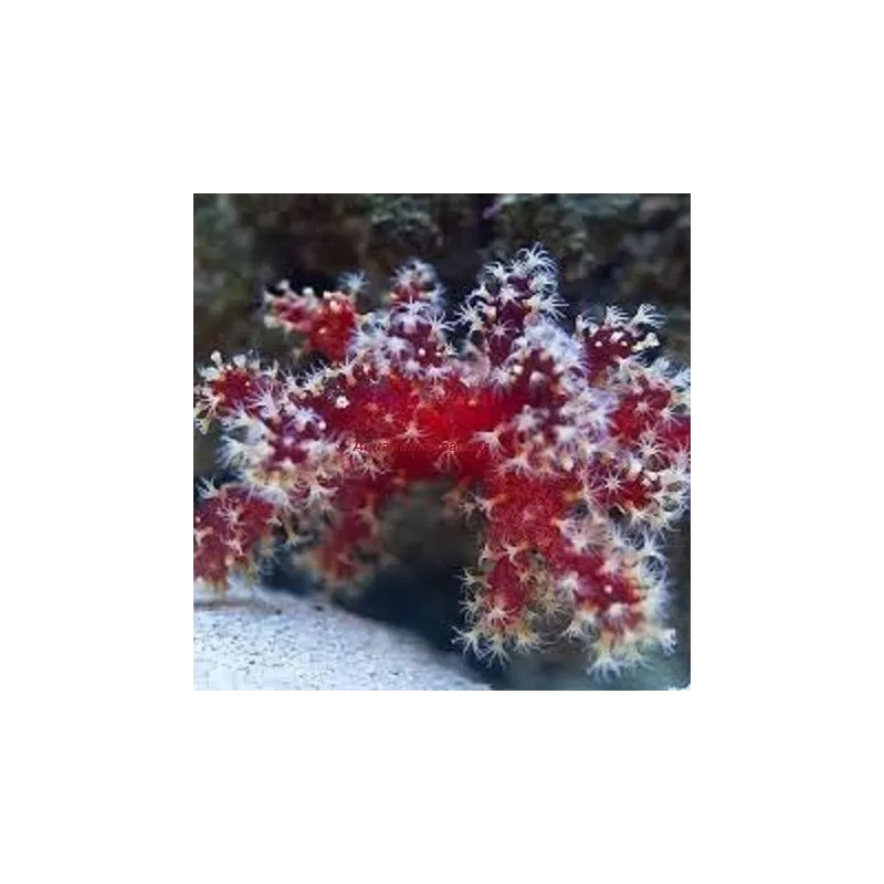 Nephthyigorgia sp Red Red Chilli Cactus Coral