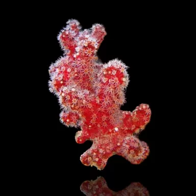 Nephthyigorgia sp Red Red Chilli Cactus Coral