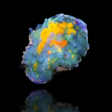 Rhodactis Sun Splash