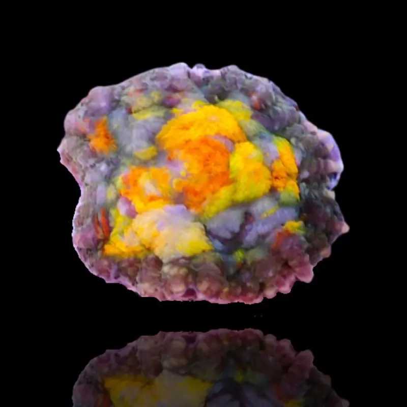 Rhodactis Sun Splash