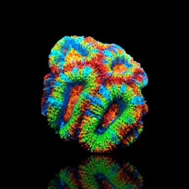 Acanthastrea Lordhowensis Ultra Rainbow S size Australie