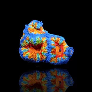 Acanthastrea Lordhowensis Ultra Rainbow S size Australie